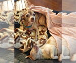 Small #9 Chihuahua