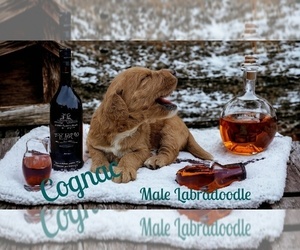 Labradoodle Puppy for sale in MILLVILLE, MN, USA