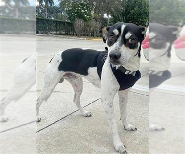 Medium Photo #1 Rat Terrier-Unknown Mix Puppy For Sale in Fort Lauderdale, FL, USA