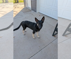 German Shepherd Dog Puppy for sale in NORTH BRANCH, MN, USA