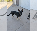 Poppy - Female German Shepherd Dog Puppy for Sale - Small photo