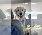 Small #8 Great Pyrenees Mix
