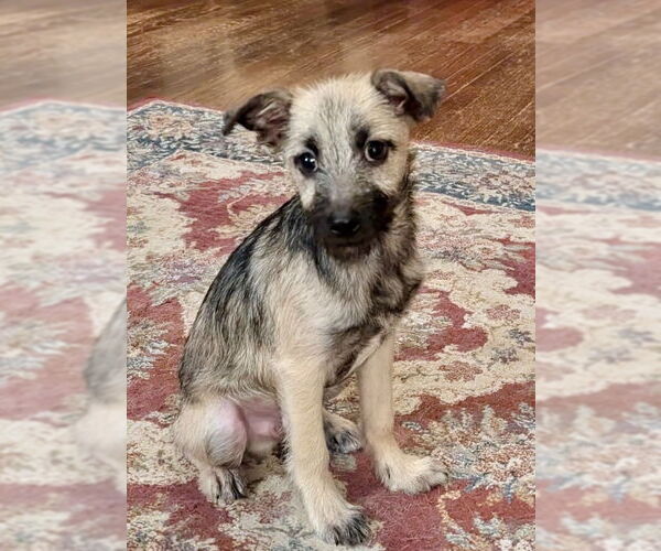 Medium Photo #3 Mutt Puppy For Sale in Omaha, NE, USA