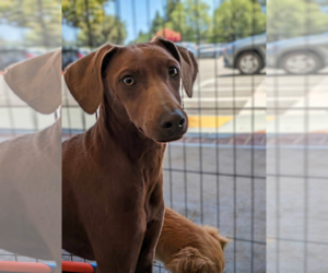 Chihuahua-Doberman Pinscher Mix Dogs for adoption in Fresno, CA, USA