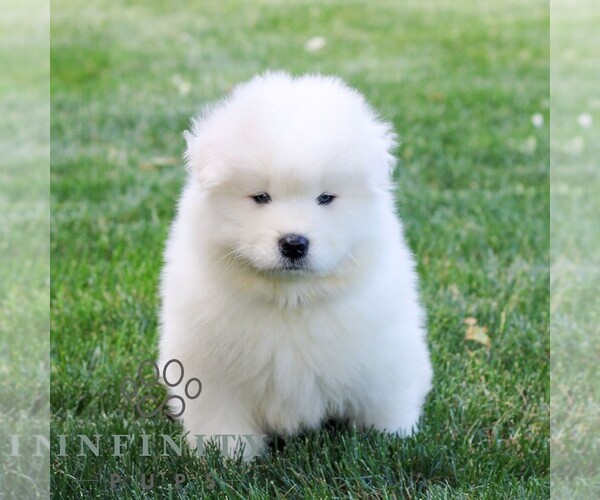 Medium Photo #6 Samoyed Puppy For Sale in LITITZ, PA, USA