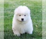 Small #5 Samoyed