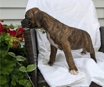 Small Photo #62 Boxer Puppy For Sale in GOSHEN, IN, USA