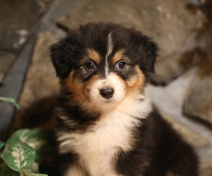 Australian Shepherd Puppy for Sale in WESTFIELD, Massachusetts USA