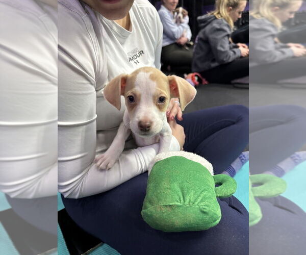 Medium Photo #8 German Shorthaired Lab Puppy For Sale in Brewster, NY, USA