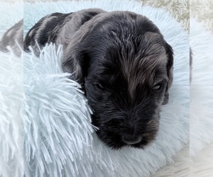 Medium Goldendoodle