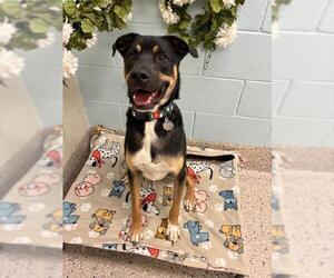 Rottweiler-Unknown Mix Dogs for adoption in Brighton, CO, USA