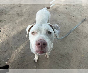 Catahoula Leopard Dog-Unknown Mix Dogs for adoption in Ocala, FL, USA