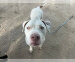 Small Catahoula Leopard Dog Mix
