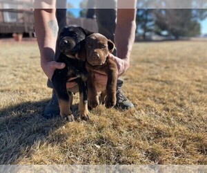 Coonhound Puppy for sale in BLACK FOREST, CO, USA