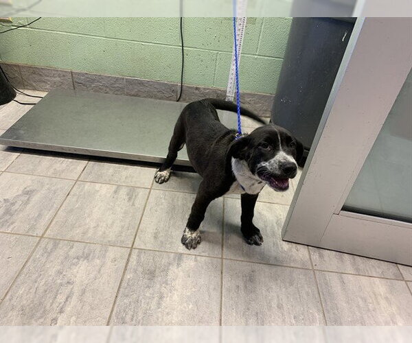 Medium Photo #1 Mutt Puppy For Sale in Grand Prairie, TX, USA