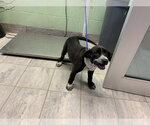 Small Mutt
