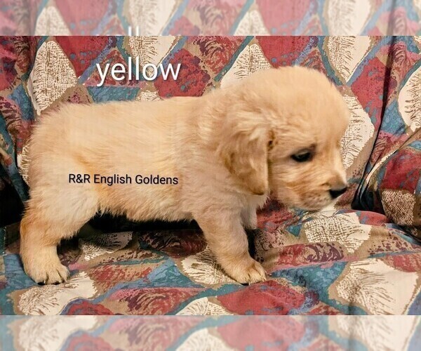 Medium Photo #7 English Cream Golden Retriever Puppy For Sale in BROWNSTOWN, MI, USA
