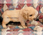 Small #6 English Cream Golden Retriever