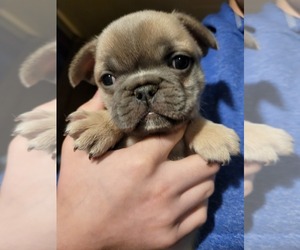 Frenchie Pug Puppy for sale in VAN WERT, OH, USA