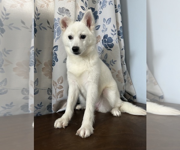 Medium Photo #39 Alaskan Klee Kai Puppy For Sale in DURHAM, CT, USA