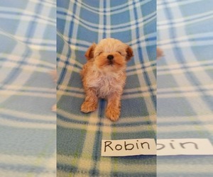 Maltipoo Puppy for sale in CLARKRANGE, TN, USA