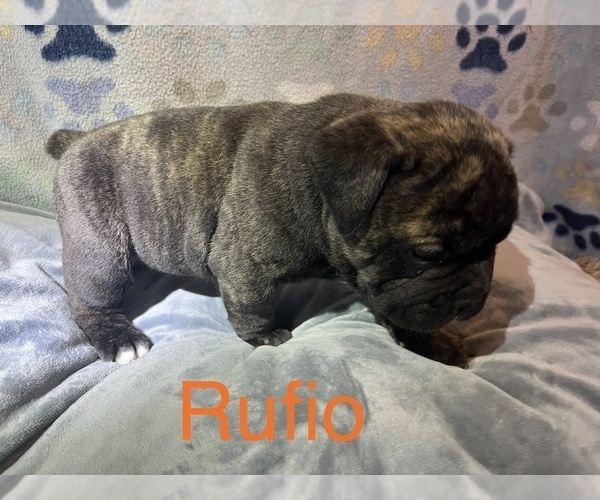 Medium Photo #3 Olde English Bulldogge Puppy For Sale in VIOLA, AR, USA