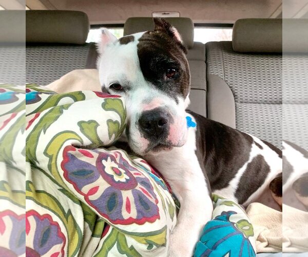 Medium Photo #8 American Pit Bull Terrier-Unknown Mix Puppy For Sale in Landenberg, PA, USA