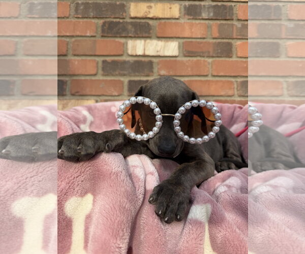 Medium Photo #2 Mutt Puppy For Sale in Goodyear, AZ, USA