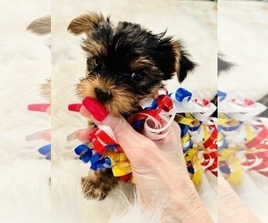 Yorkshire Terrier Puppy for sale in MONTCLAIR, CA, USA