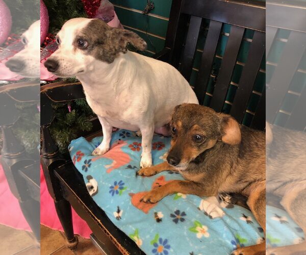 Medium Photo #1 Chiweenie Puppy For Sale in Amarillo, TX, USA