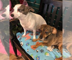 Chiweenie Dogs for adoption in Amarillo, TX, USA