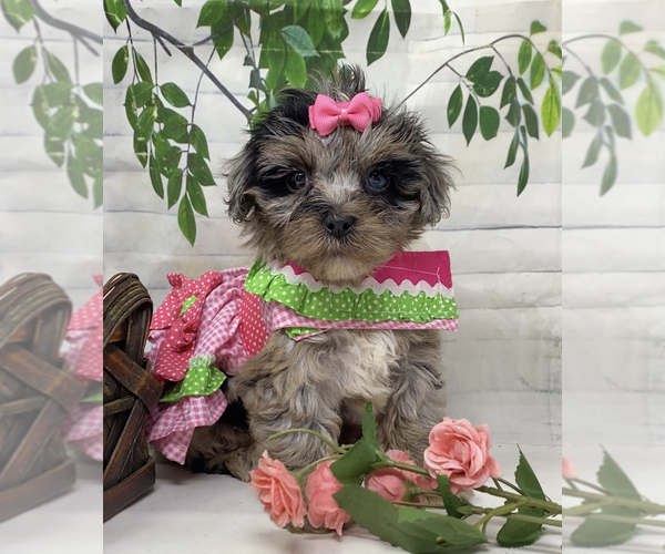 Medium Photo #6 Yorkipoo Puppy For Sale in SELLERSBURG, IN, USA