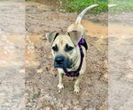 Small #4 American Staffordshire Terrier-Labrador Retriever Mix
