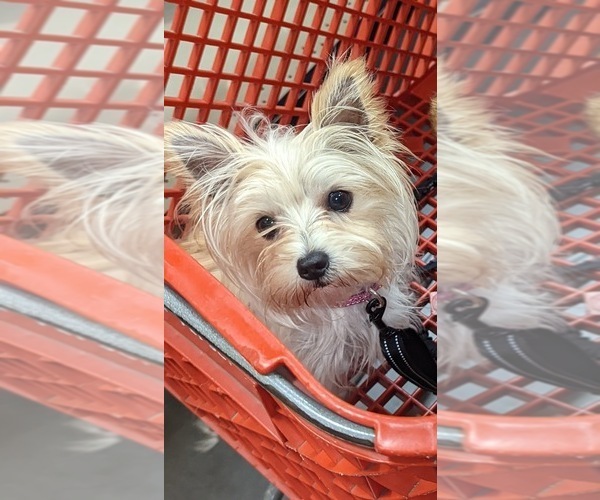 Medium Photo #1 Morkie Puppy For Sale in VIRGINIA BEACH, VA, USA
