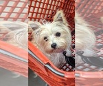 Small Photo #1 Morkie Puppy For Sale in VIRGINIA BEACH, VA, USA
