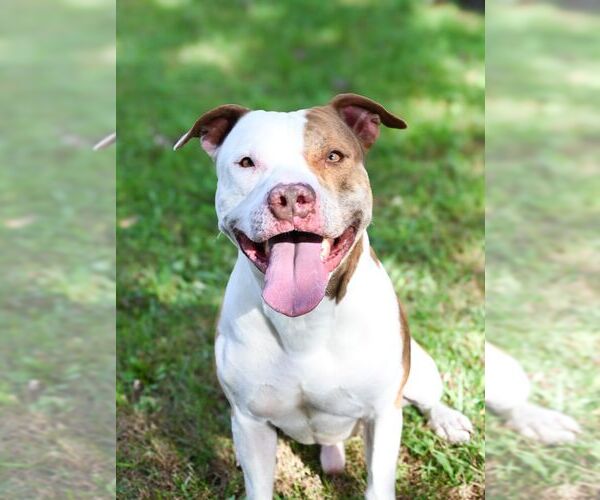 Medium Photo #4 American Staffordshire Terrier-Unknown Mix Puppy For Sale in Perth Amboy, NJ, USA
