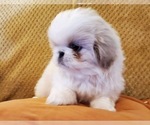 Small Photo #1 Pekingese Puppy For Sale in SMITHFIELD, NC, USA