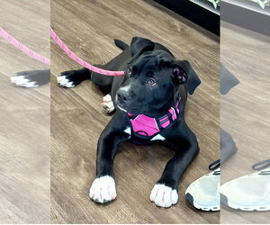 Mutt Dogs for adoption in Euless, TX, USA