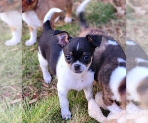 Chihuahua Puppy for sale in MOUNT AIRY, NC, USA