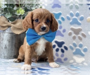 Cavapoo Puppy for sale in LANCASTER, PA, USA