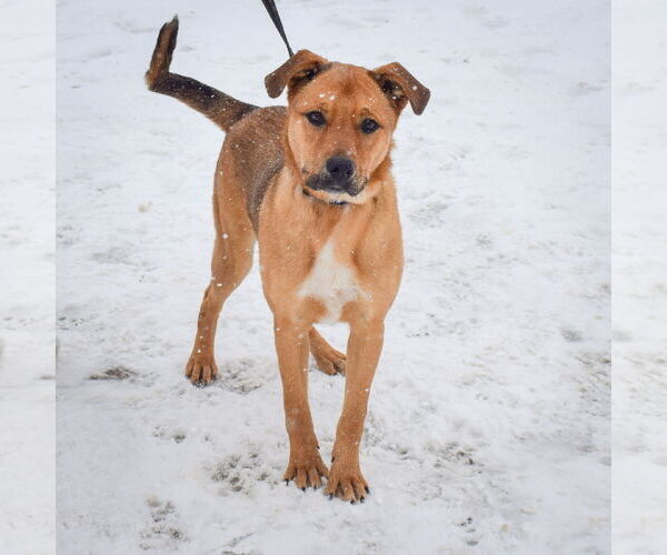 Medium Photo #10 Shepradors Puppy For Sale in Huntley, IL, USA