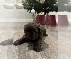 Shih Tzu Puppy for sale in WOODLAKE, CA, USA