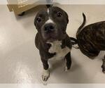Small American Pit Bull Terrier