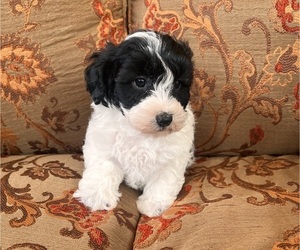Poodle (Miniature)-Schnoodle (Miniature) Mix Puppy for sale in Lexington, NC, USA