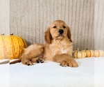 Shetar - Female Golden Retriever Puppy for Sale - Photo #5