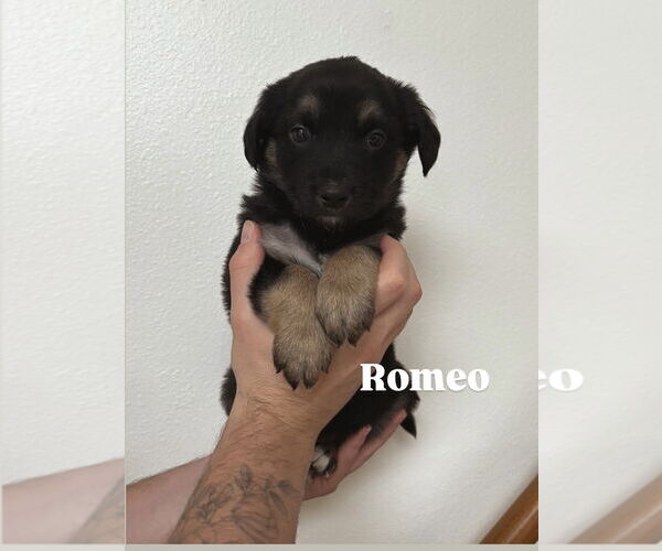 Medium Photo #1 Mutt Puppy For Sale in Bellevue, WA, USA