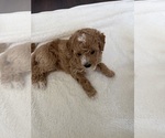 Small Photo #14 Labradoodle Puppy For Sale in THOUSAND OAKS, CA, USA
