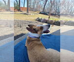Small #15 Basenji Mix