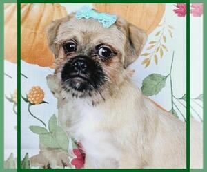 Pug-Shih Tzu Mix Puppy for sale in TAYLOR, TX, USA