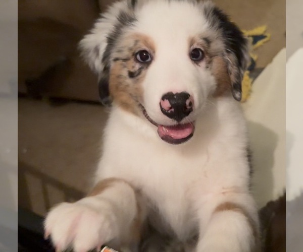 Medium Photo #2 Miniature American Shepherd Puppy For Sale in HURT, VA, USA